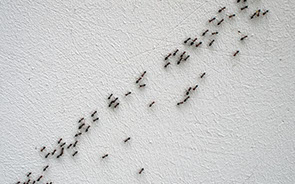 Bekämpfung von Ameisen