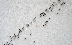 Bekämpfung von Ameisen