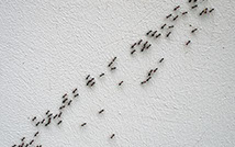 Bekämpfung von Ameisen