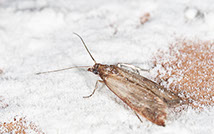 Bekämpfung von Motten